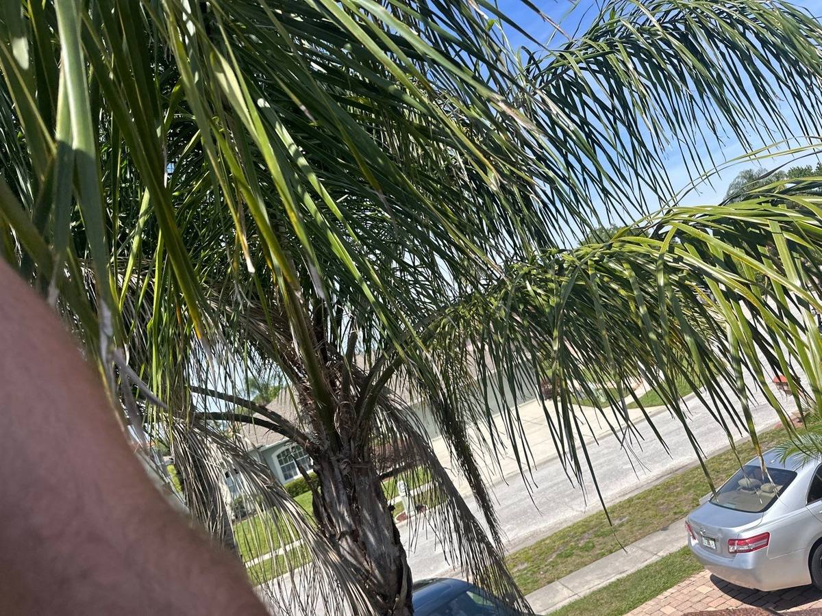 shingle roof replacement in Lutz, Florida
