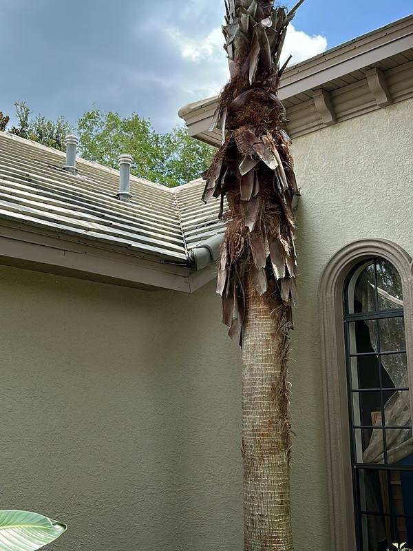 roof replacement in Lutz, Florida