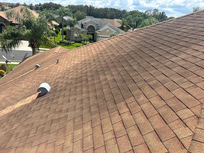 shingle roof replacement in Trinity, Florida