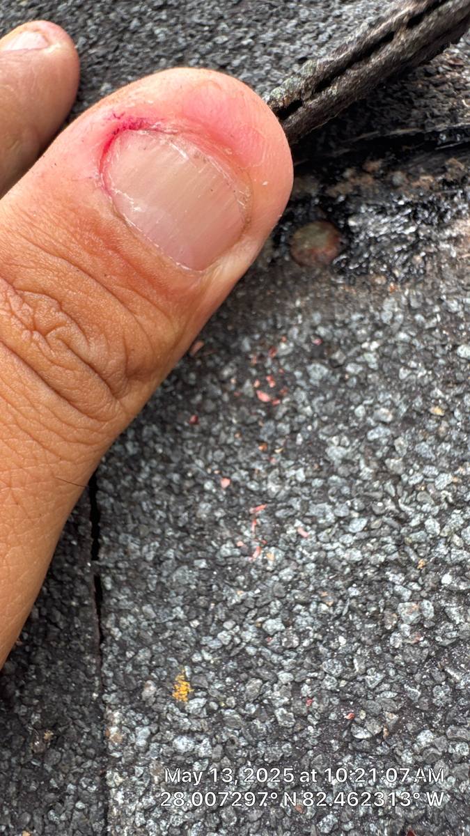 shingle roof replacement in Tampa, Florida