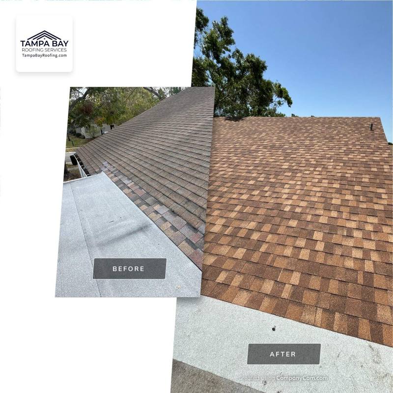 shingle roof replacement in Oldsmar, Florida