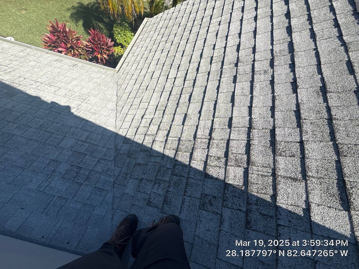shingle roof replacement in Trinity, Florida