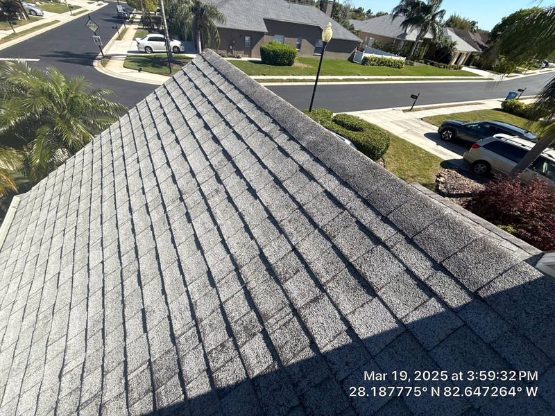 shingle roof replacement in Trinity, Florida