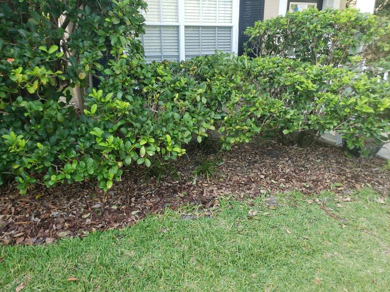 residential shingle roof replacement by Hloska Roofing in Tampa