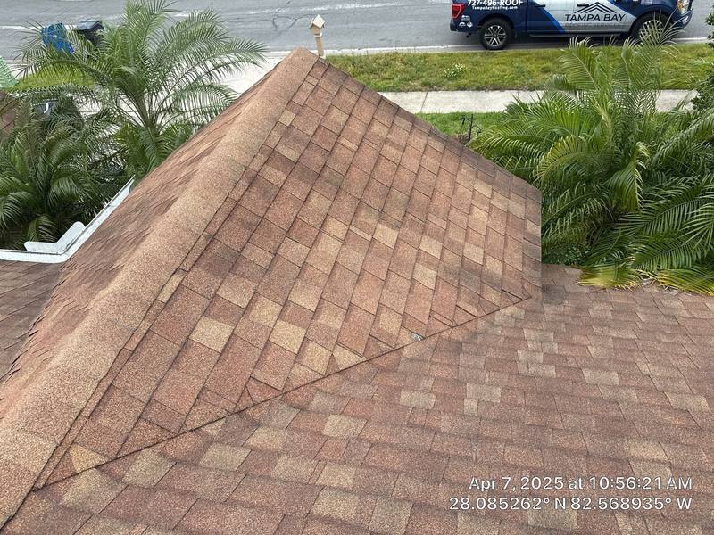 shingle roof replacement in Tampa, Florida