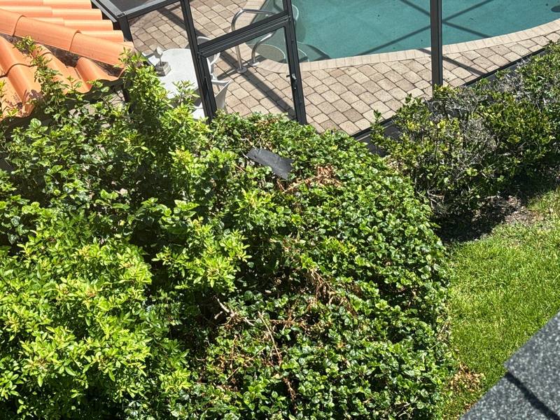 residential shingle roof replacement by Hloska Roofing in St. Petersburg