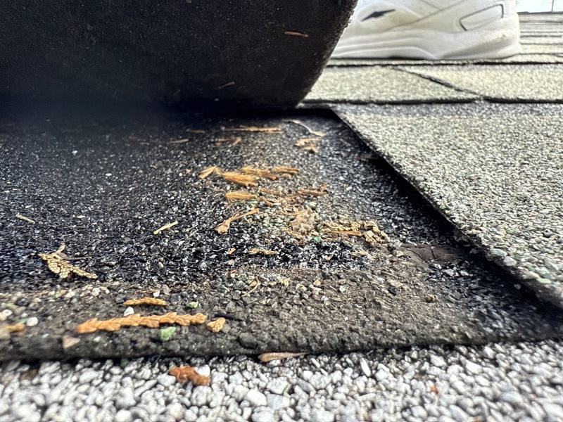 shingle roof replacement in Hudson, Florida