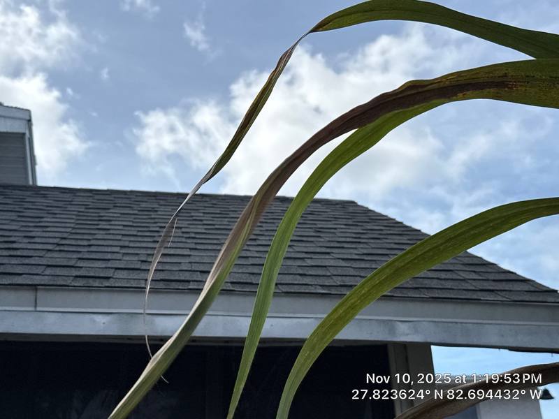 roof replacement in St. Petersburg, Florida