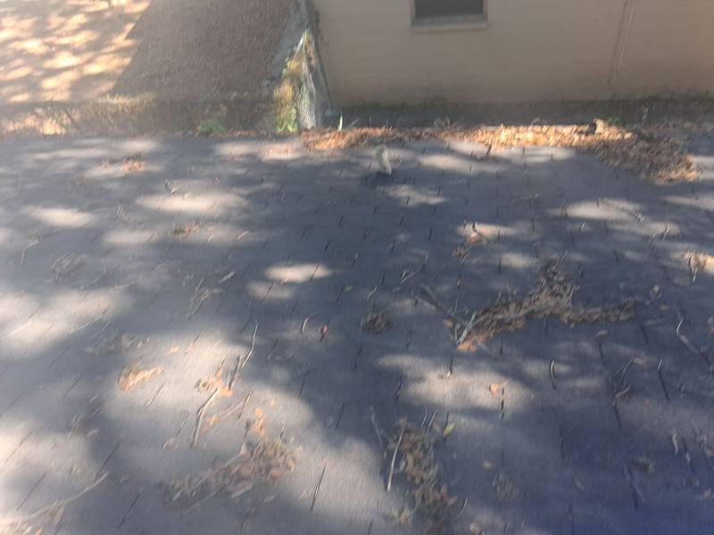 roofing project near E Wilma St in Tampa